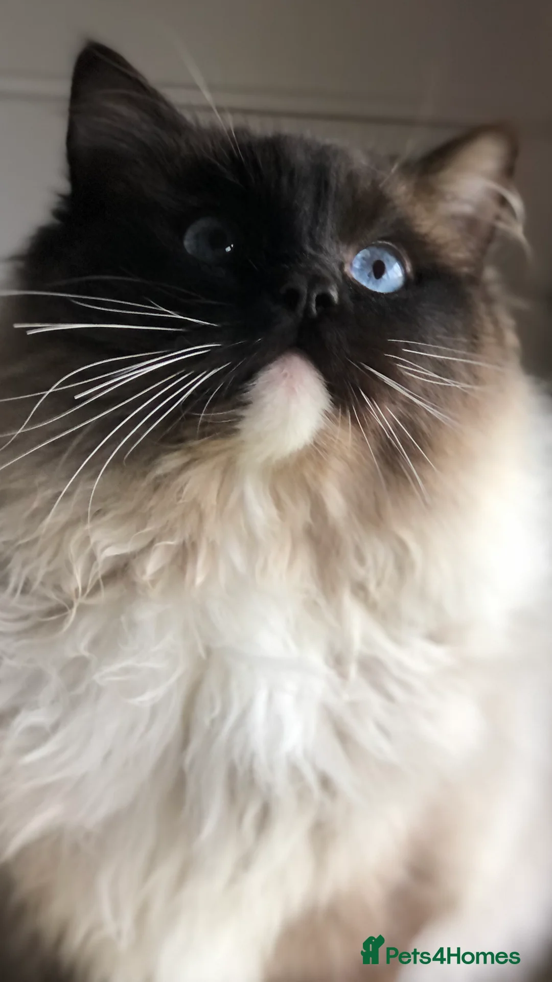 Ragdoll cats for stud: FOR STUD. Stunning GCCF reg active boy.  in Doncaster - Advert 5