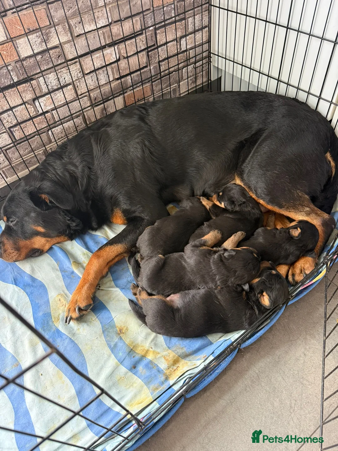 Rottweiler dogs for sale: Rottweiler Puppies in Wednesbury - Advert 1