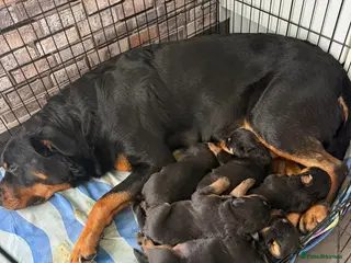 Rottweiler dogs Rottweiler Puppies - Advert 16