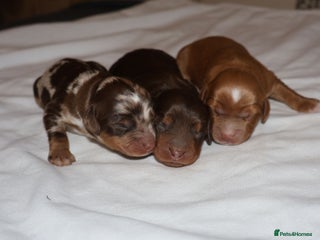 Cockapoo dogs Exceptional cockapoo puppies - Advert 1