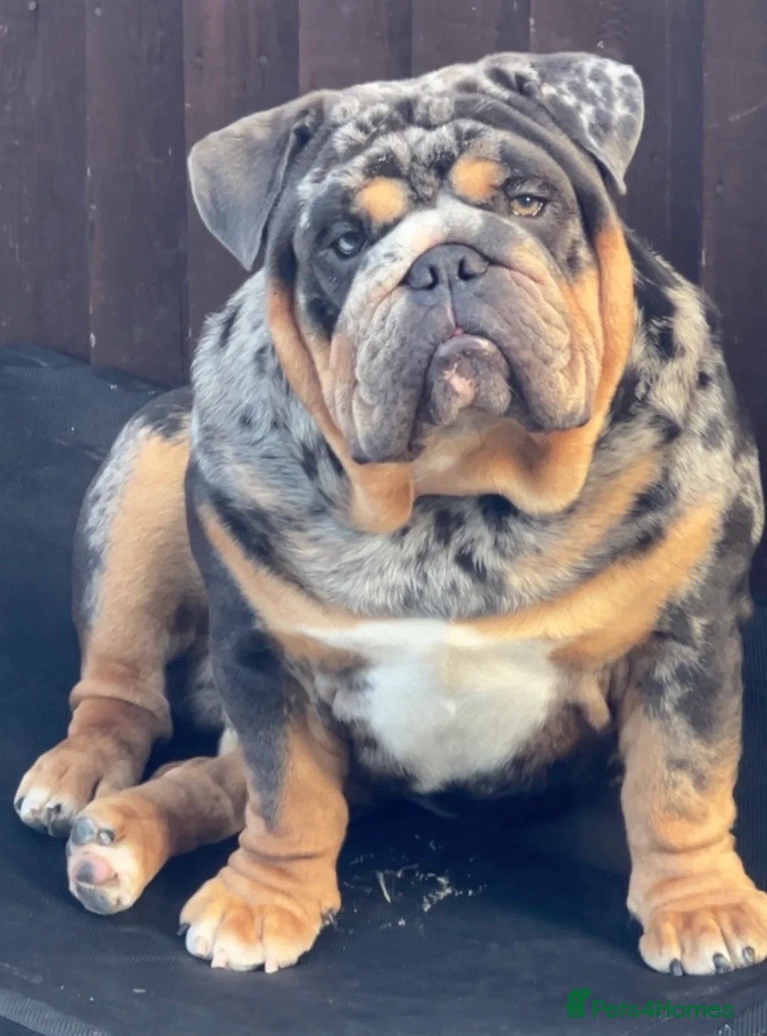 English Bulldog dogs for stud: Blue, Lilac & Tan Merle British Bulldog |STUD ONLY - Advert 8