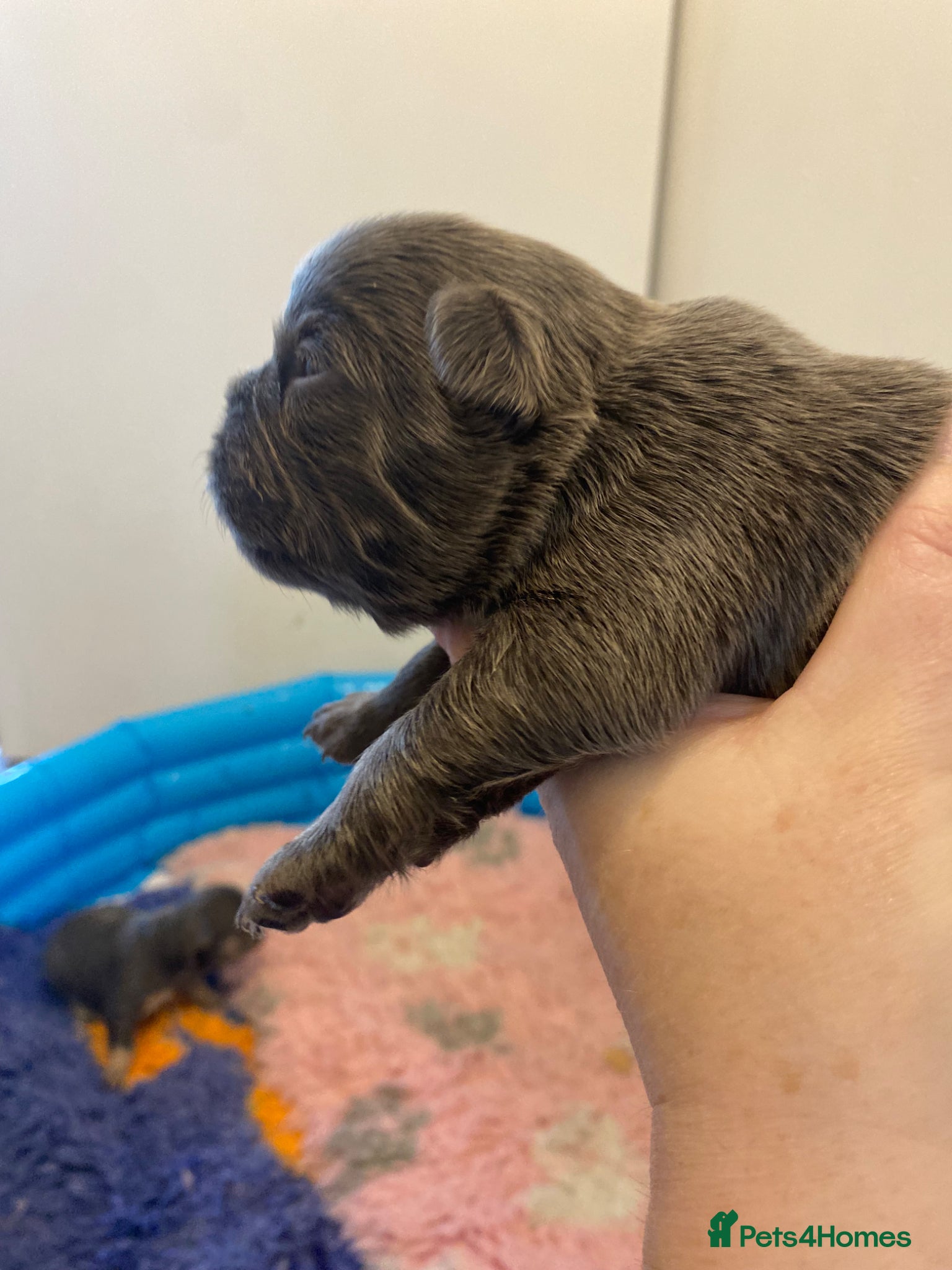 French Bulldog dogs for sale: Beautiful Mixed colours Fluffy Frenchie Pups - Advert 10