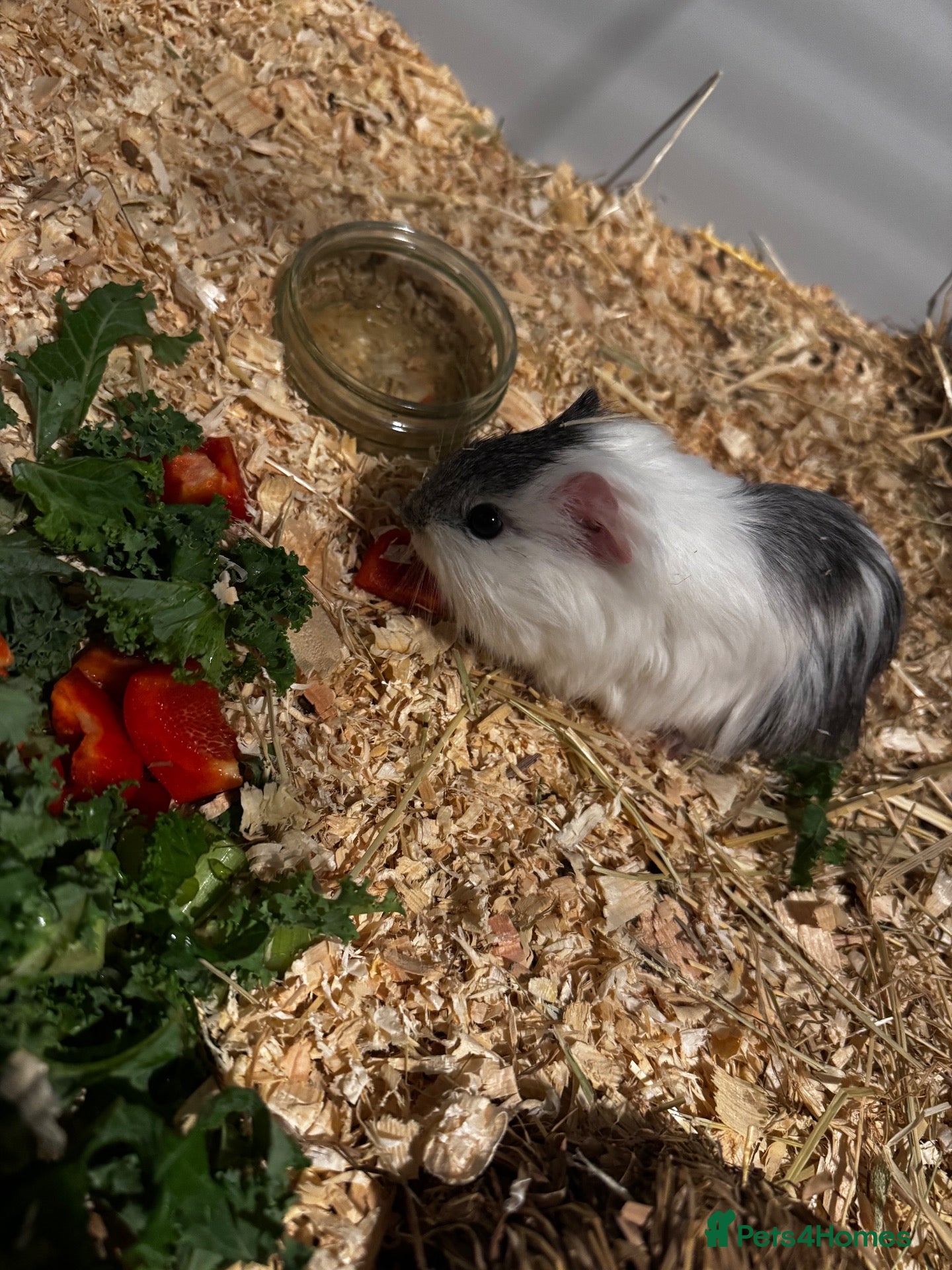Guinea Pig rodents Lone male guinea pig - Advert 1