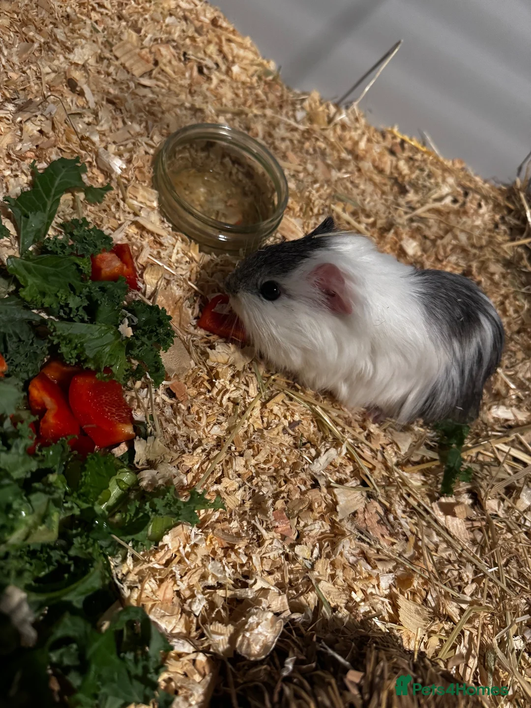 Guinea Pig rodents for sale: Lone male guinea pig in Preston - Advert 1