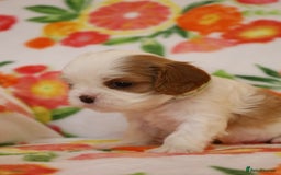 Cavalier King Charles Spaniel dogs for sale: 7 Puppies ready for reservations - Image 19