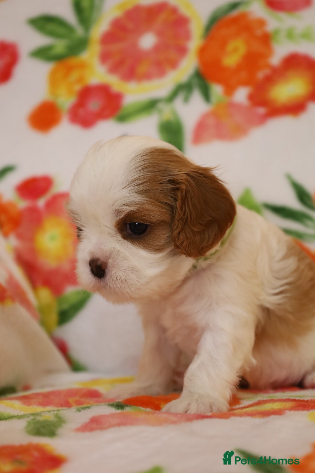 Cavalier King Charles Spaniel dogs for sale: 7 Puppies ready for reservations - Image 19