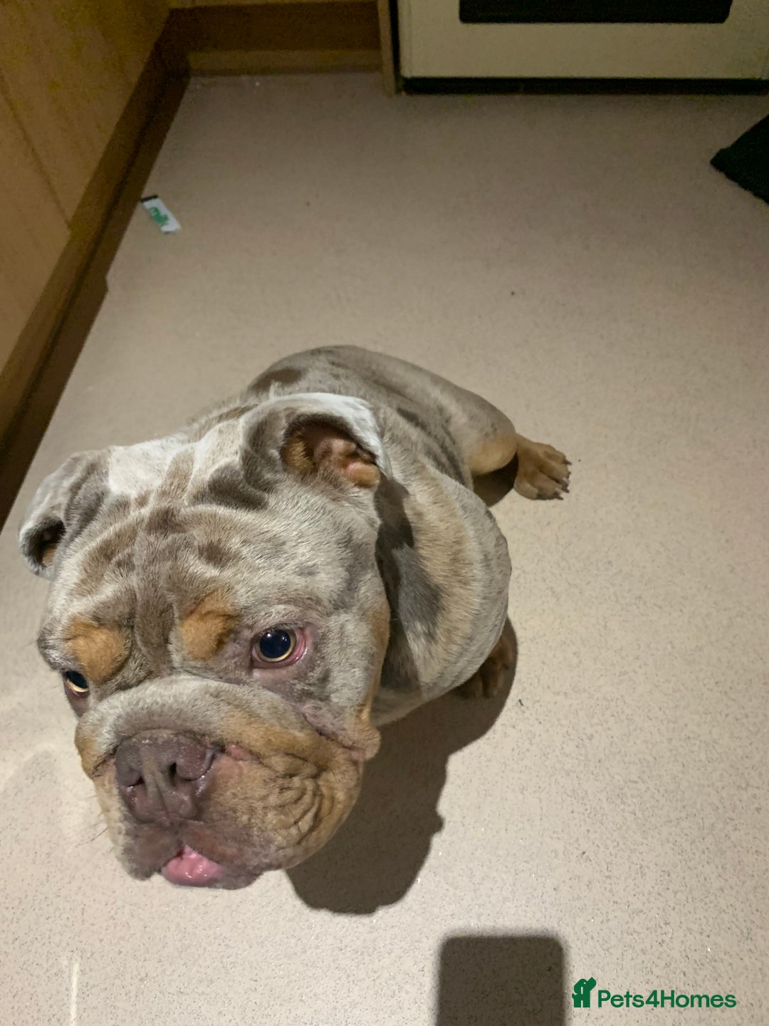 English Bulldog dogs for sale: English bulldog - Advert 3