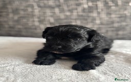 Mixed Breed dogs for sale: 6 beautiful havapoo’s - Image 17