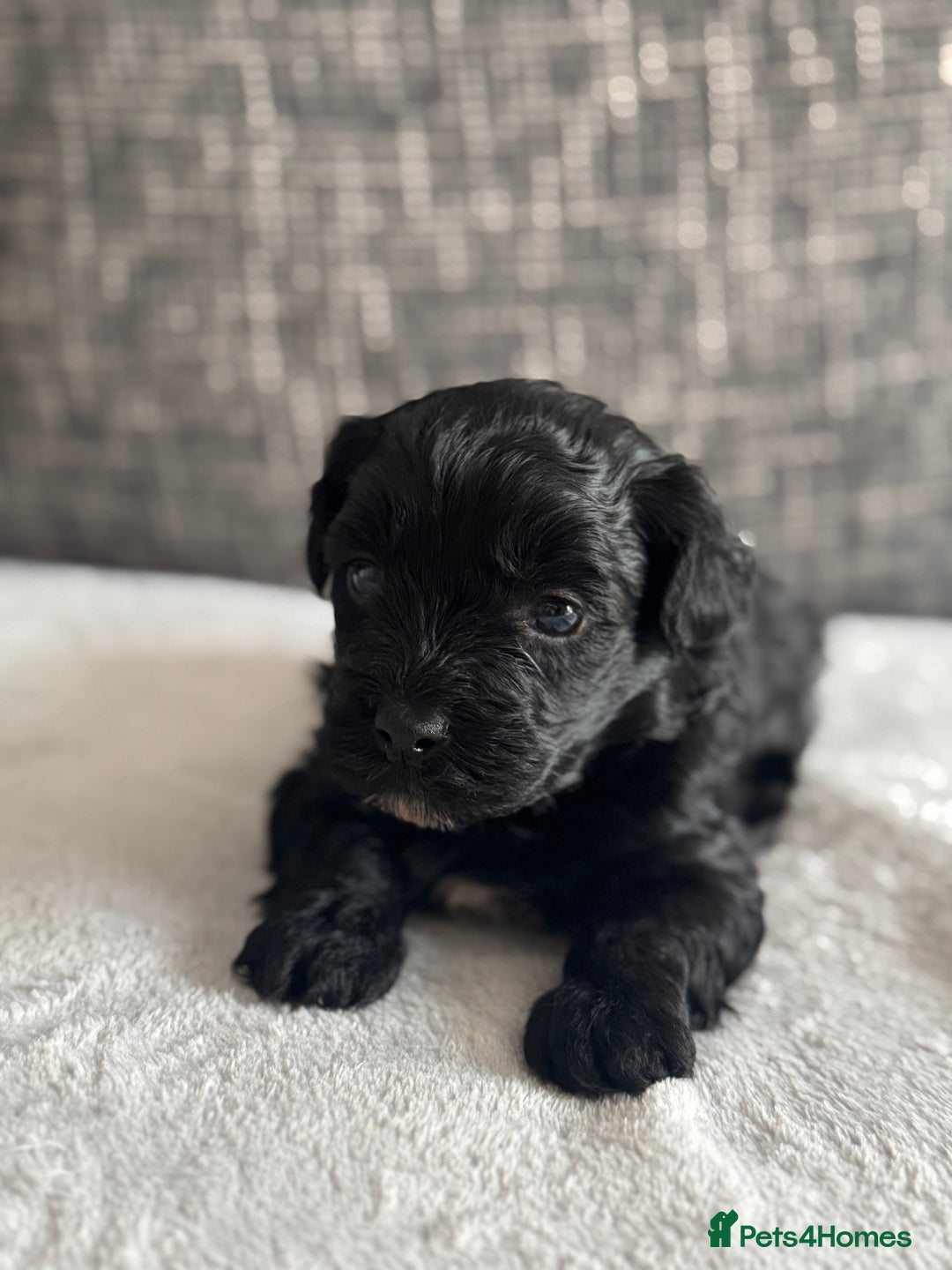 Mixed Breed dogs for sale: 6 beautiful havapoo’s - Image 17