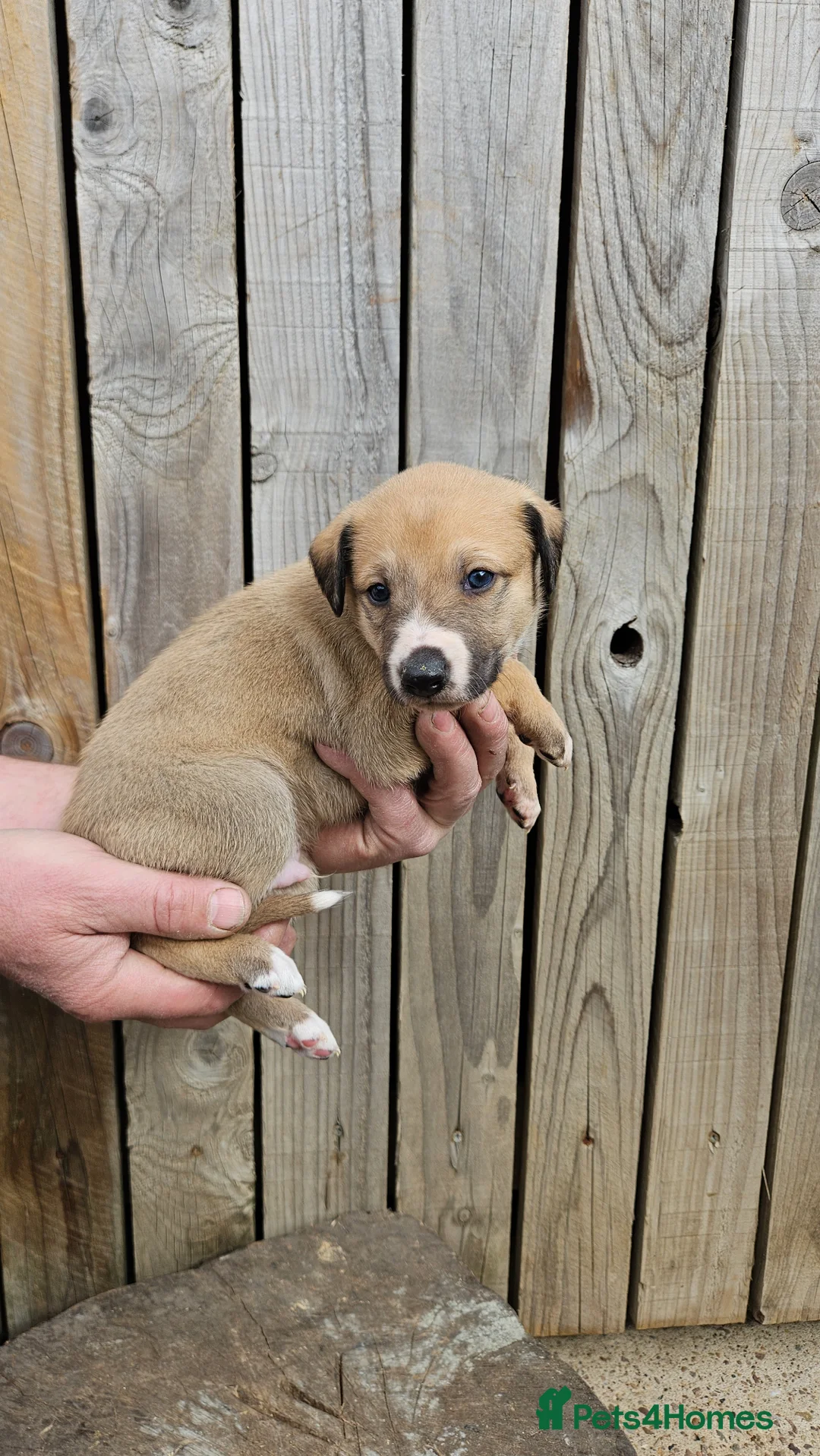 Lurcher dogs for sale: Lurcher pups  - Advert 2
