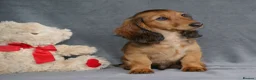 Miniature Dachshund dogs for sale: READY NOW KC Minature long-haired dachshund  - Advert 1