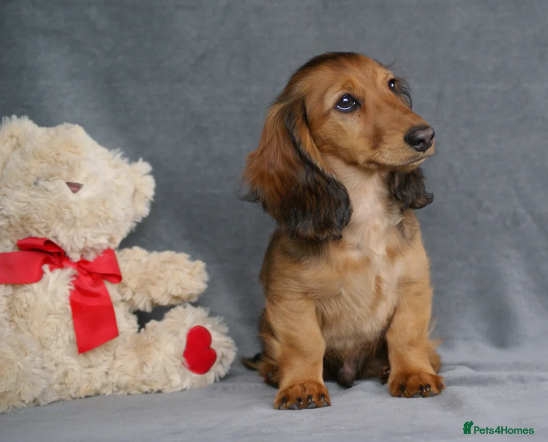 Miniature Dachshund dogs for sale: READY NOW KC Minature long-haired dachshund  - Advert 1