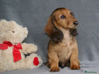 Miniature Dachshund dogs READY NOW KC Minature long-haired dachshund - Advert 11