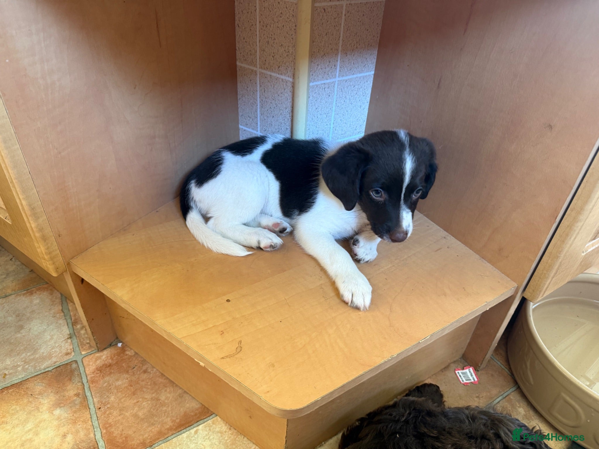 Mixed Breed dogs Cockapoo x fox terrier puppies - Advert 17