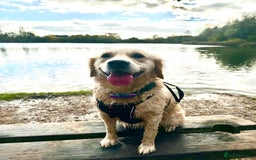 Golden Retriever dogs for sale: Sweet Golden Retriever - Image 1