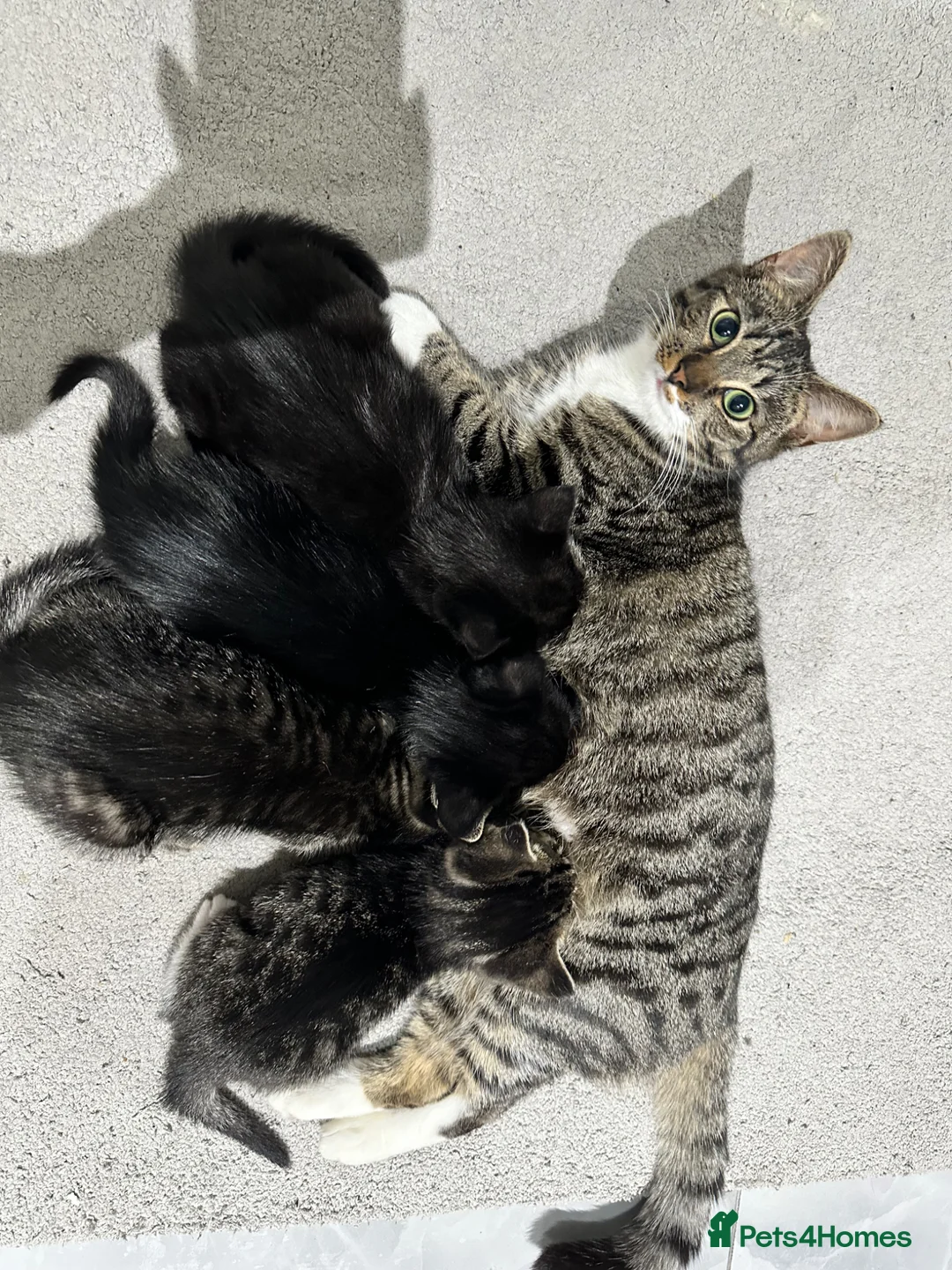 Mixed Breed cats for sale: 4 Little kittens looking for new home in London - Advert 1