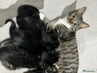 Mixed Breed cats 4 Little kittens looking for new home - Advert 1