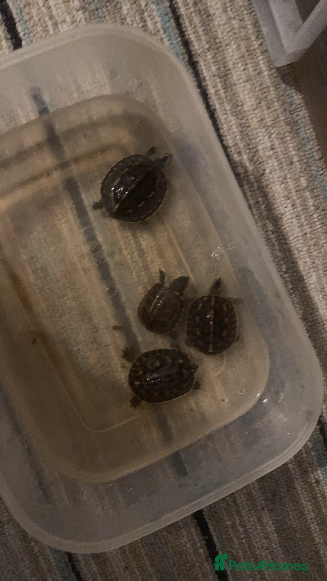 Turtle reptiles for sale: Turtles  - Advert 4