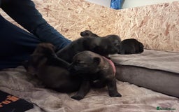German Shepherd dogs for sale: 7 stunning kc reg working German shepherd pups - Image 16