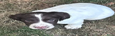 English Springer Spaniel - Yellow