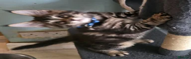 Maine Coon Kitten 1