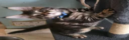 Maine Coon cats for sale: Big Strong Maine Coon Kittens - Advert 33