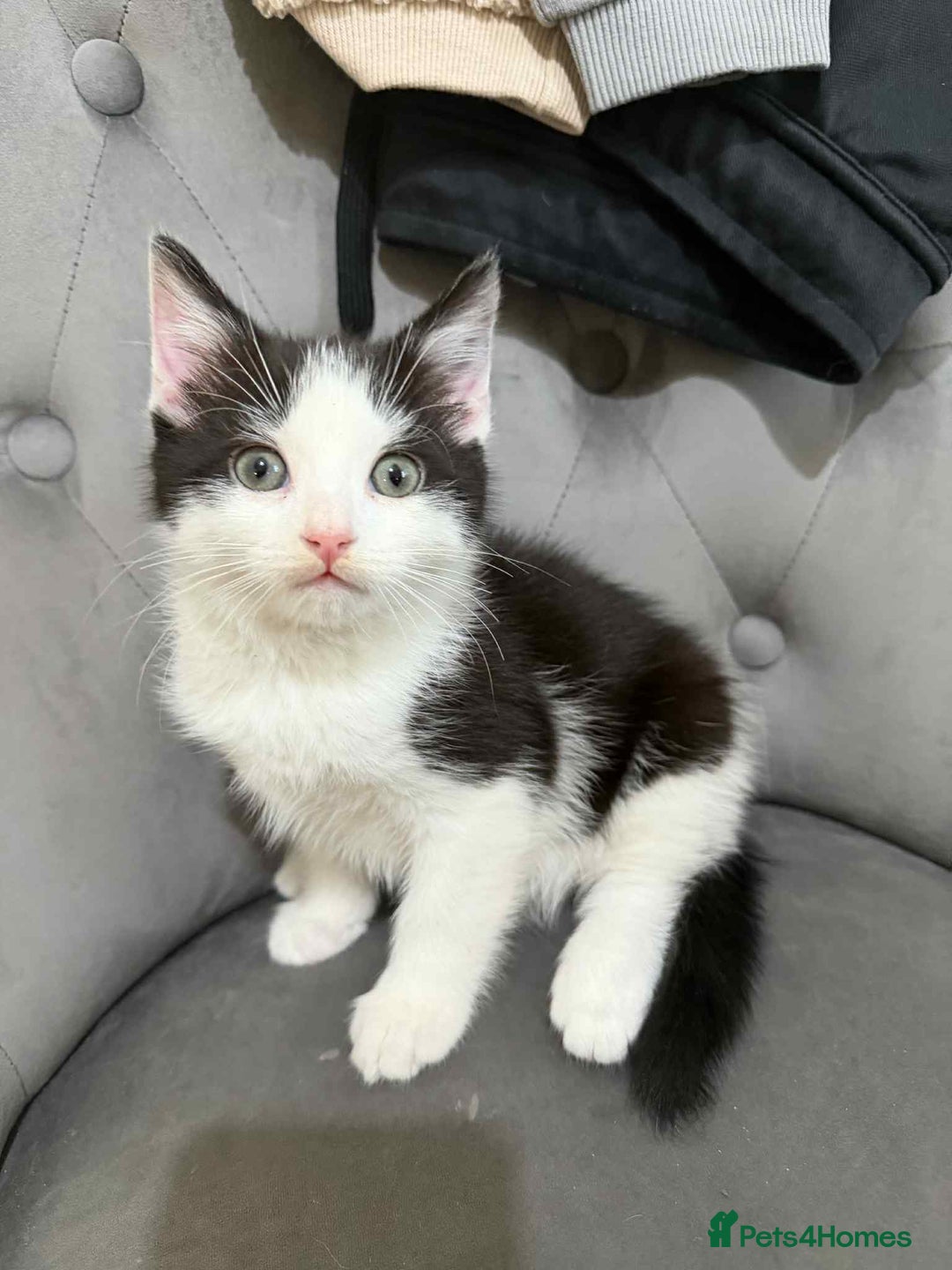 Mixed Breed cats for sale: 2 lovely kittens for sale  - Advert 3