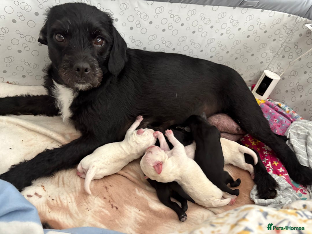 Mixed Breed dogs for sale: Gorgeous puppies ready for their forever homes - Image 6