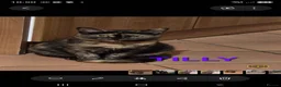 Mixed Breed cats for sale: 3 tortoiseshell female cats need rehoming - Advert 5