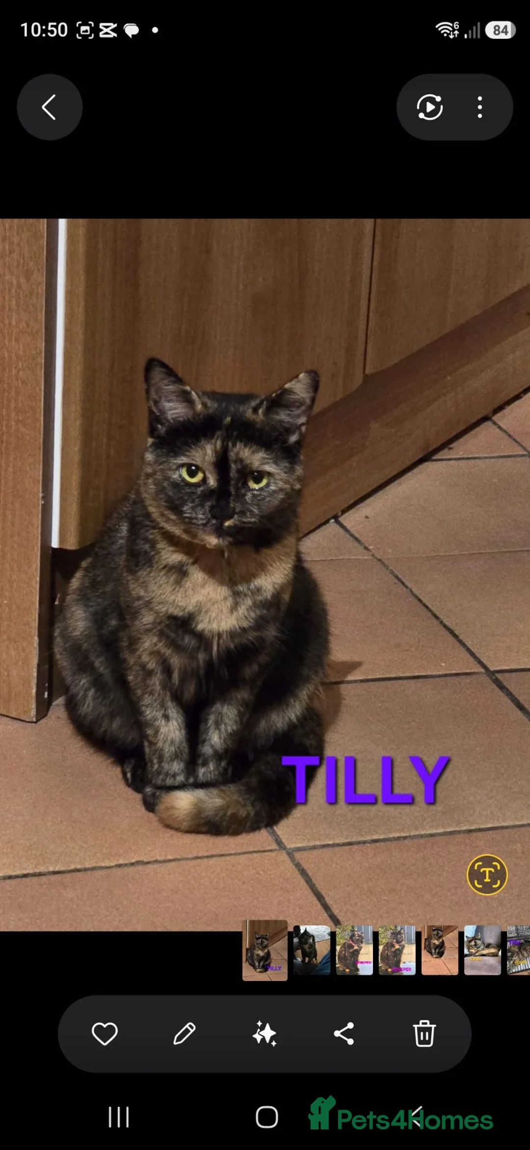 Mixed Breed cats for sale: 3 tortoiseshell female cats need rehoming - Advert 5