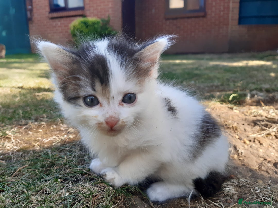 Mixed Breed cats for sale: 6 Kittens Available to take home today 😸  - Image 10