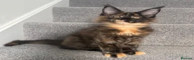 Tortie