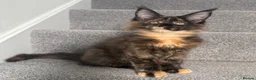 Maine Coon cats for sale: Champion line kittens 🥰 Ready to go☺️ - Advert 4