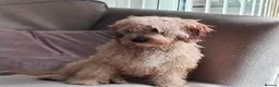 Cockapoo dogs for sale: Long haired male cockapoo  - Advert 4