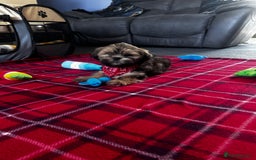 Lhasa Apso dogs for sale: KC Registered Lhasa Apso boy puppy - Image 1