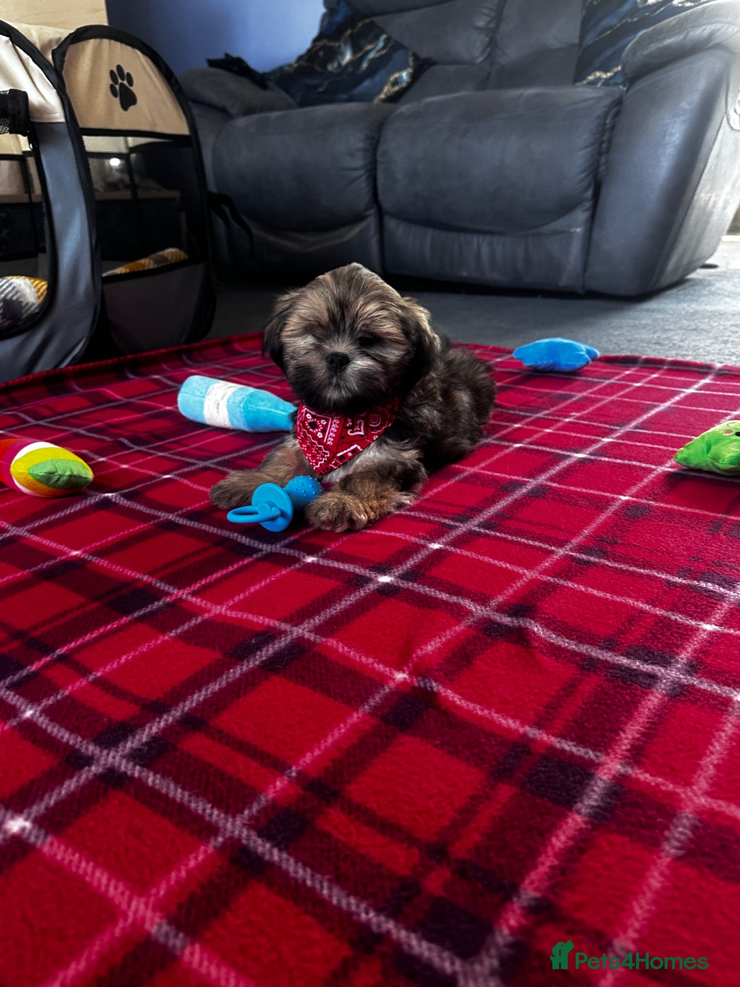 Lhasa Apso dogs for sale: KC Registered Lhasa Apso boy puppy - Image 1