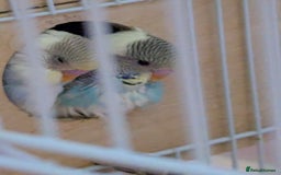 Budgerigars birds for sale: Fully tamed 4 budgies with Cage, accessories,food - Image 2