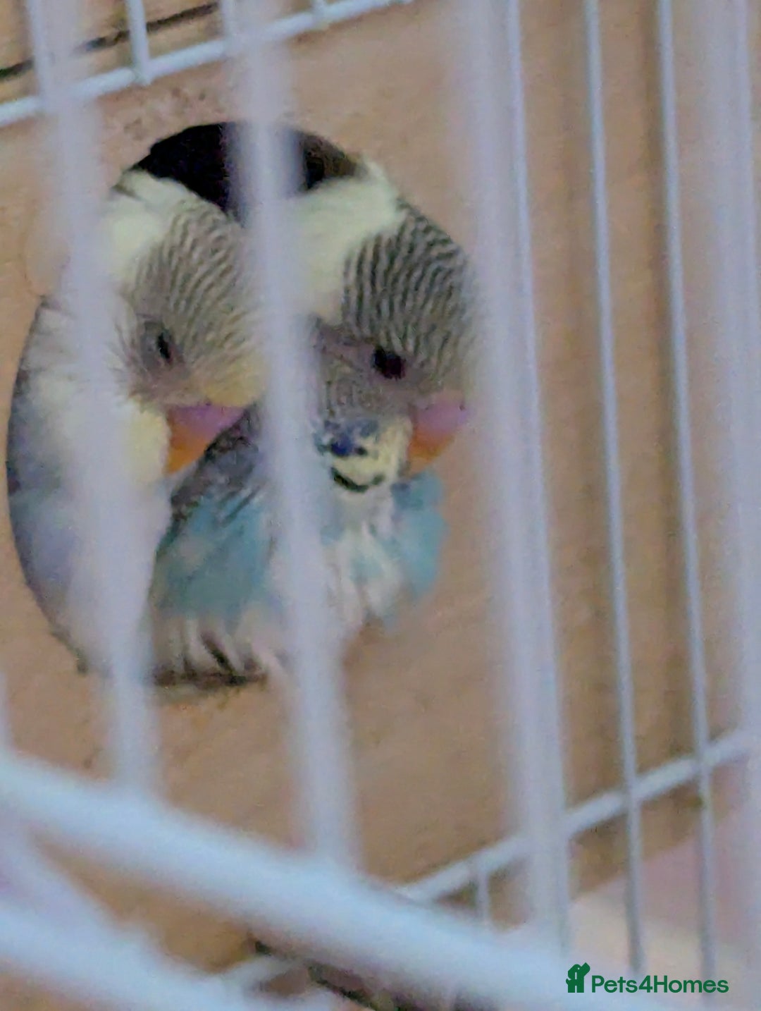 Budgerigars birds for sale: Fully tamed 4 budgies with Cage, accessories,food - Image 2