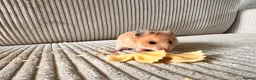 Hamster rodents for sale: Syrian hamster babies - Advert 10