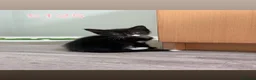 Mixed Breed cats for sale: Beautiful kittens for sale🥰❤️ - Advert 7