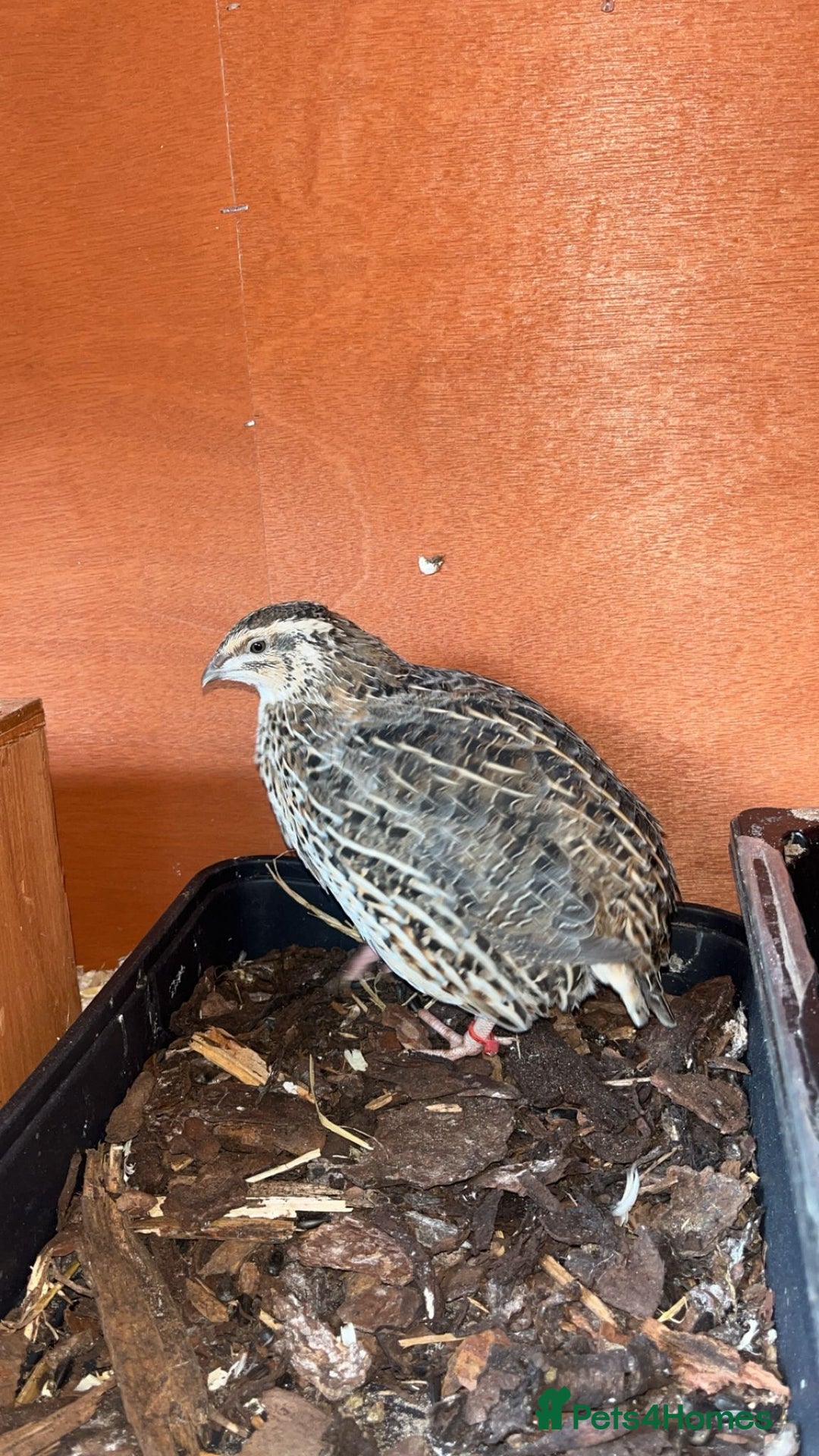Quail poultry for sale: 1 male and 1 female corurnix quail - Image 12