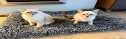 Ragdoll cats for sale: Beautiful Ragdoll x Bengal kittens - Advert 19