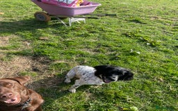 Sprocker dogs for sale: 5 left of gorgeous sprocker puppies - Image 2