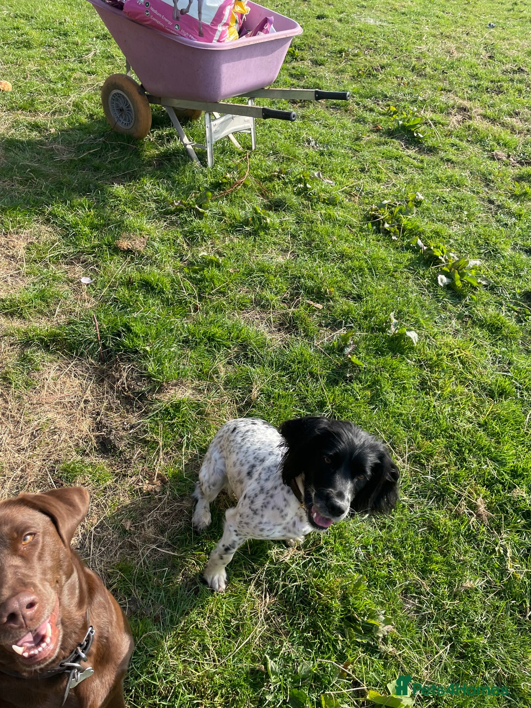 Sprocker dogs for sale: 5 left of gorgeous sprocker puppies - Image 2