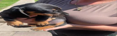 Miniature Dachshund Puppy 3