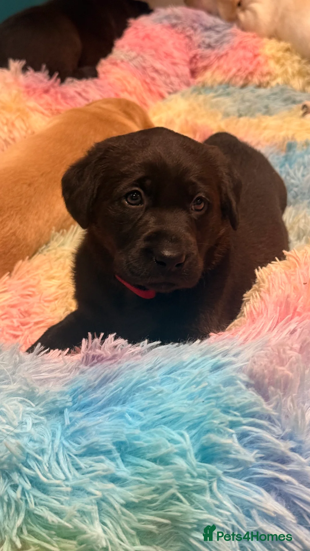 Labrador Retriever dogs for sale: 🐾💛 Looking for their forever family… 💛🐾 - Advert 15