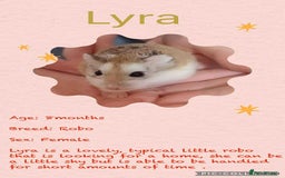 Hamster rodents for sale: Hamsters for adoption  - Image 2