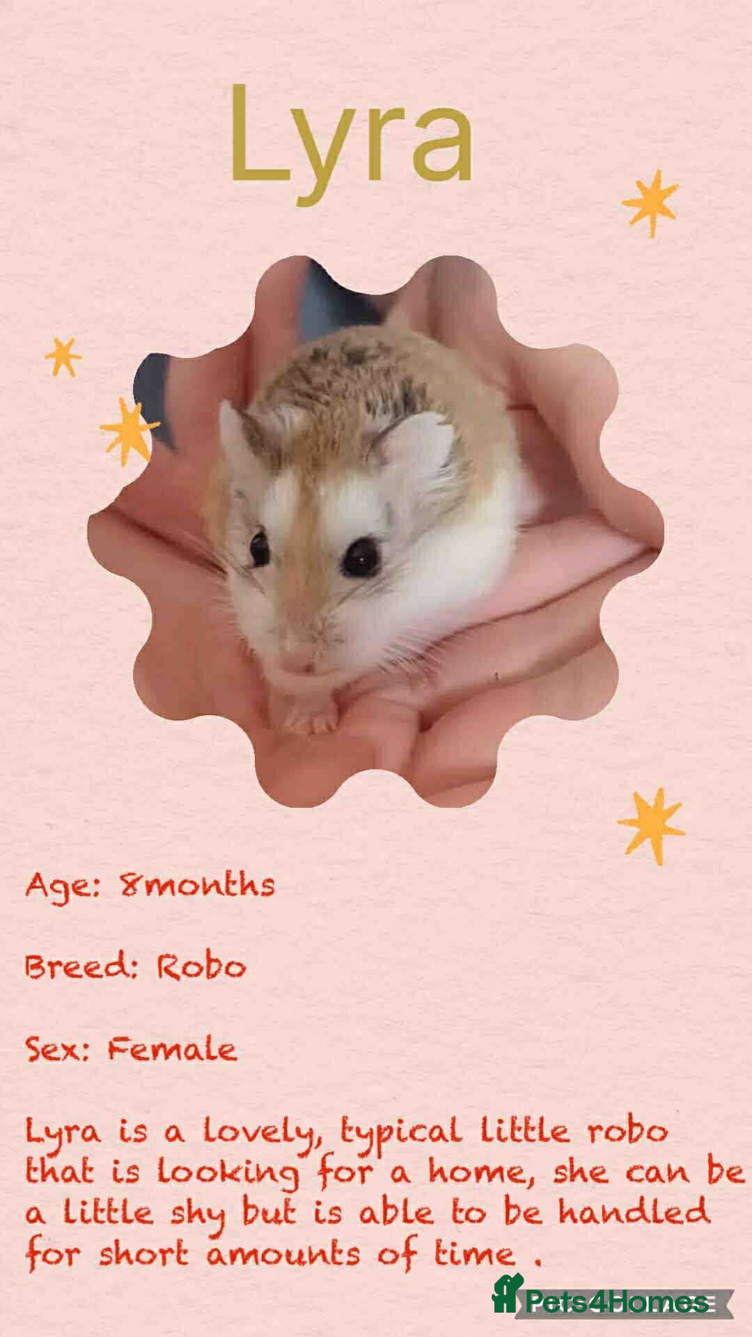Hamster rodents for sale: Hamsters for adoption  - Image 2