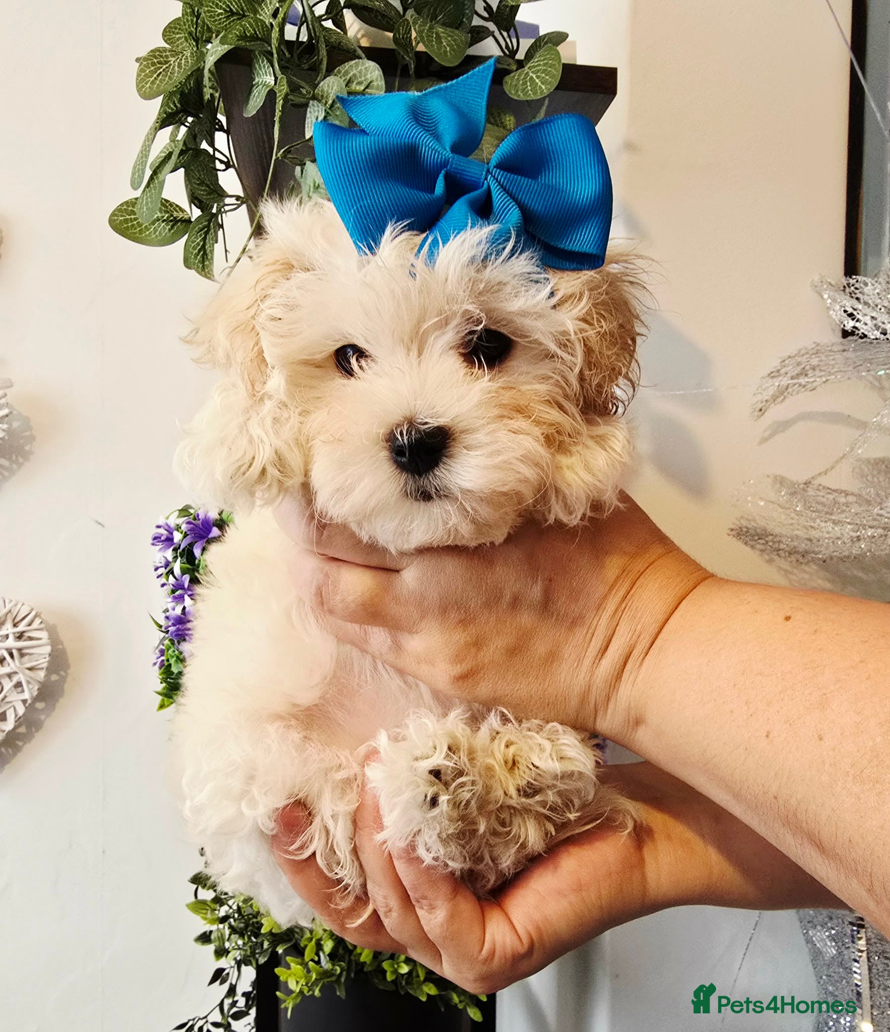Maltipoo dogs Only 3 girls left . Ready now . - Advert 4