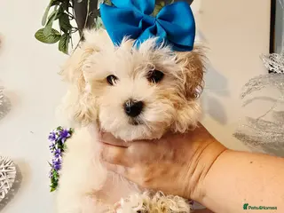 Maltipoo dogs Only 3 girls left . Ready now . - Advert 4